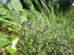 Image of Early Forget-me-not