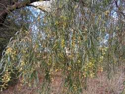 Acacia salicina Lindl. resmi