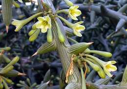 Image of Adenia globosa Engl.