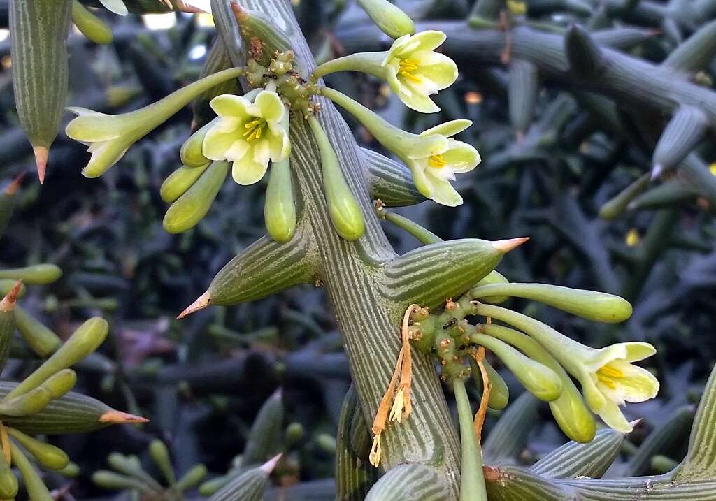 Imagem de Adenia globosa Engl.