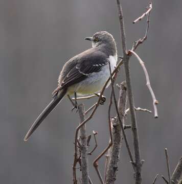 Image of Northern Mockingbird