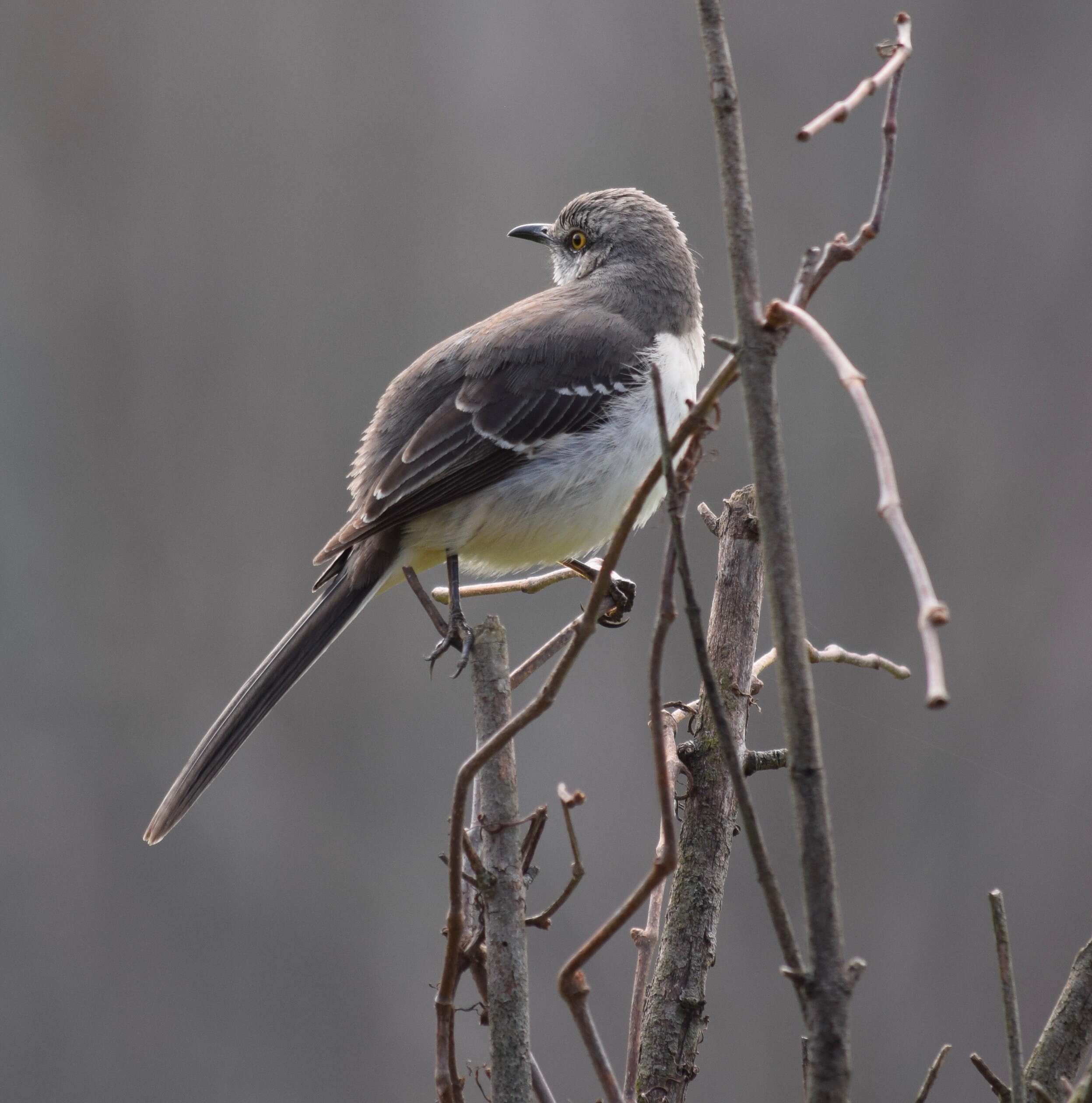 Image of Northern Mockingbird