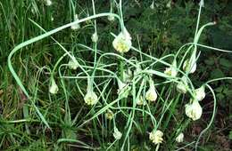 Image of field garlic