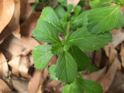 Phyla nodiflora (L.) Greene resmi