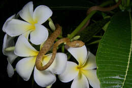 Image of Brown tree snake