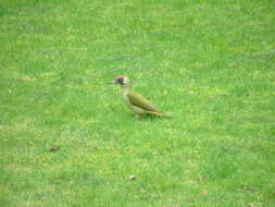 Image of Eurasian Green Woodpecker