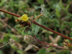 Imagem de Waltheria indica L.