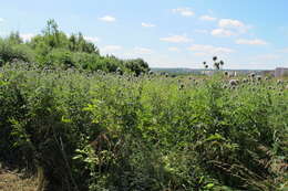 Image of tall globethistle