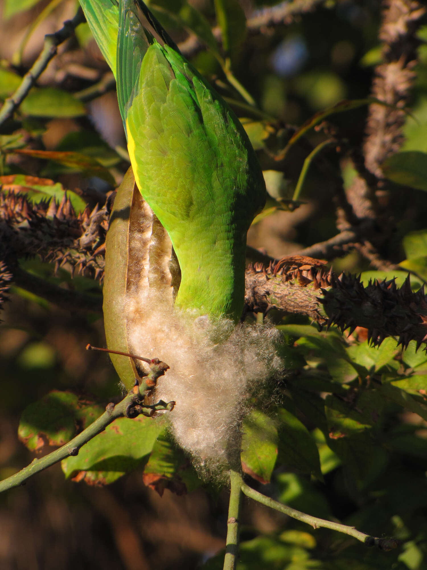 Image of Yellow-chevroned Parakeet