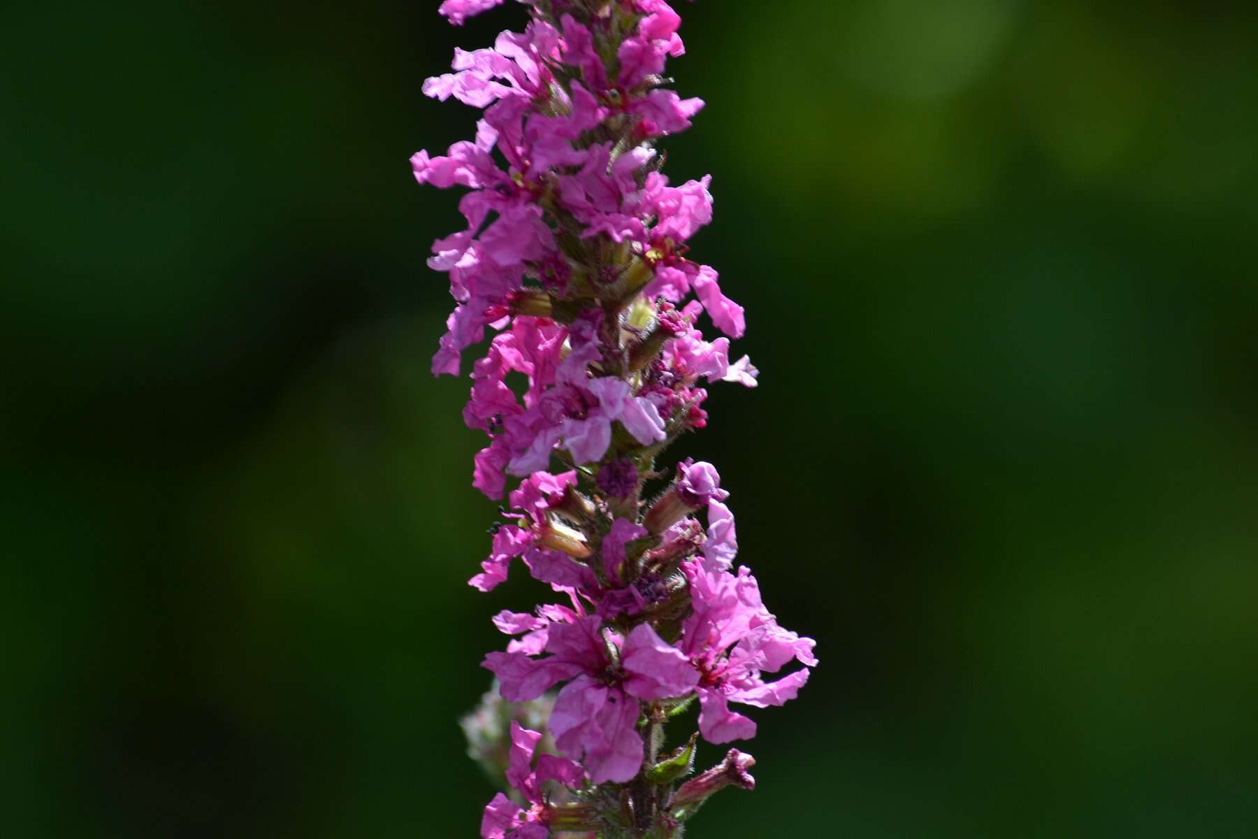 Plancia ëd Lythrum salicaria L.