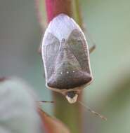 Image of Southern green stink bug