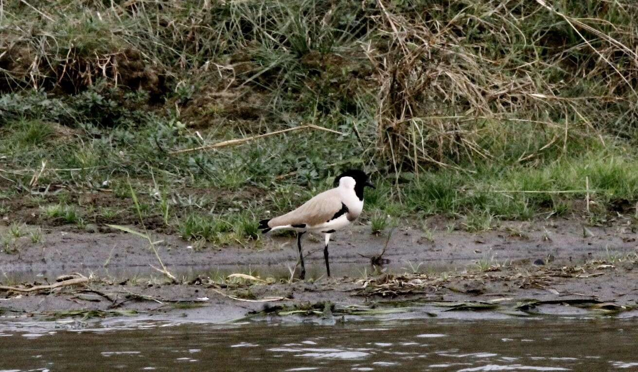 Image of River Lapwing