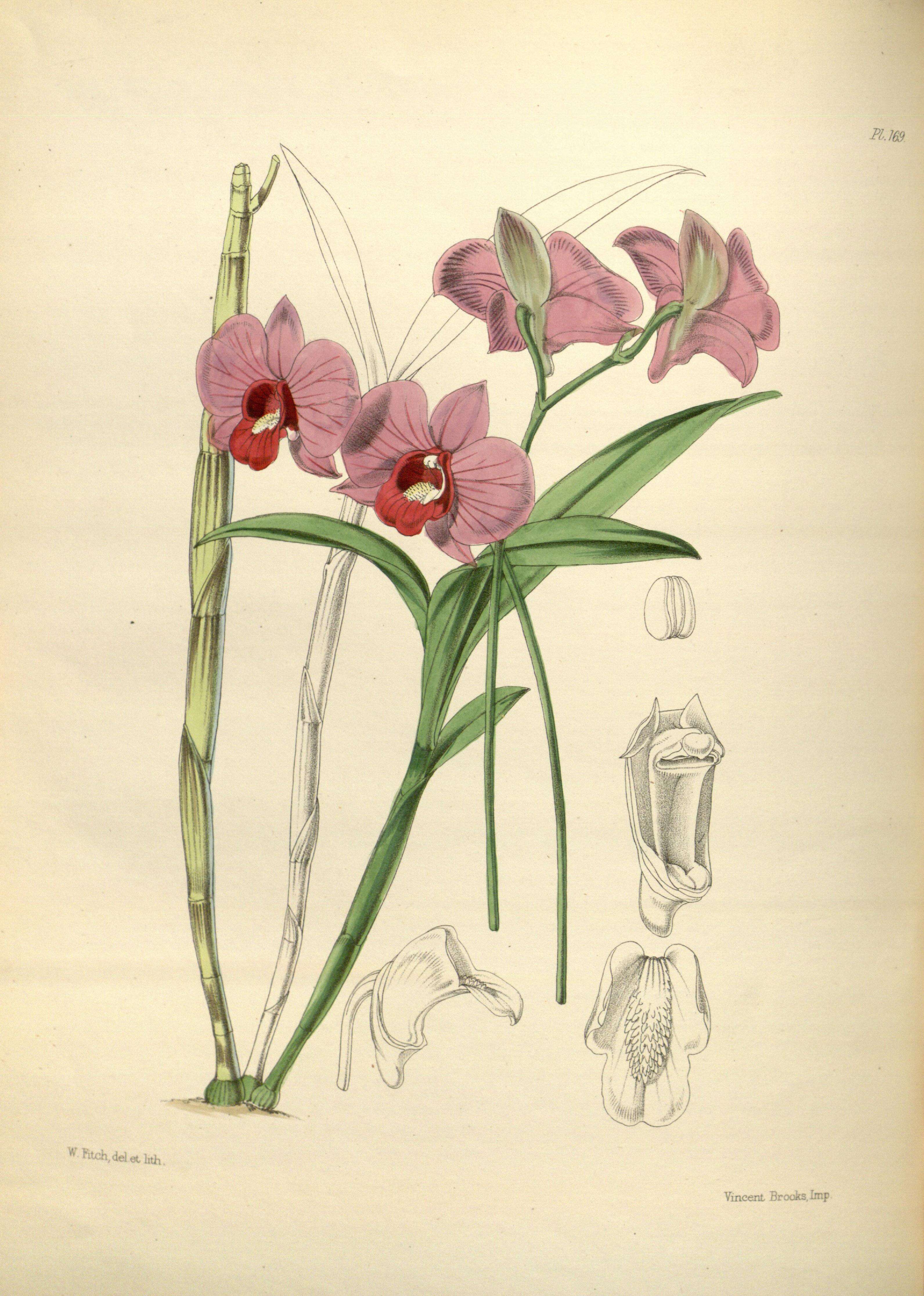 Image de Dendrobium bigibbum Lindl.