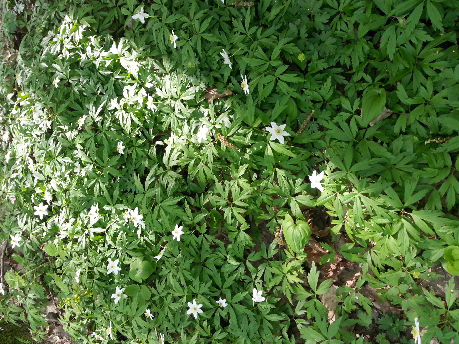 Imagem de Anemone nemorosa L.