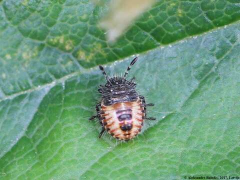 Image of sloe bug