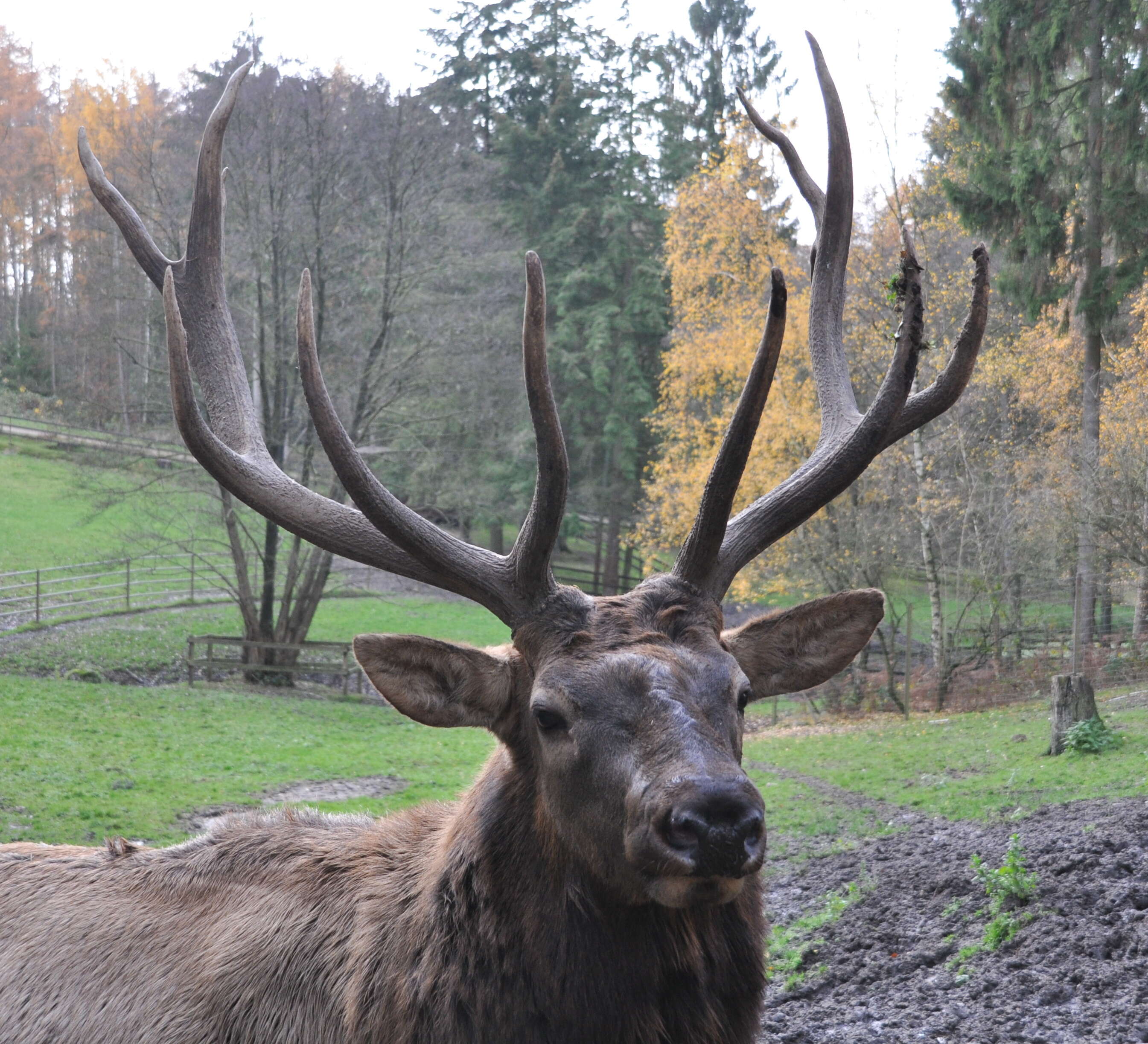 Image of Cervus canadensis nelsoni