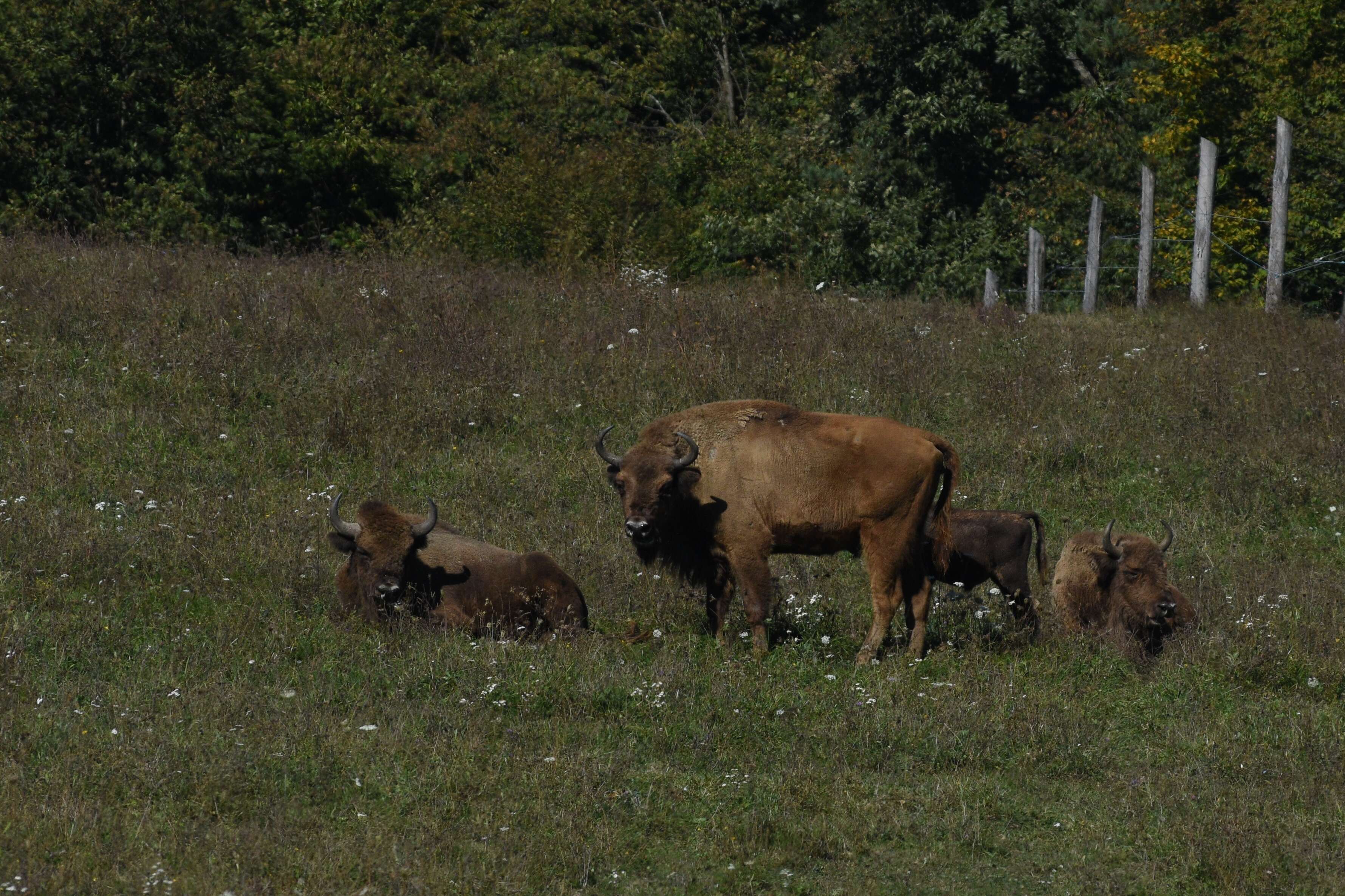 Image of European Bison