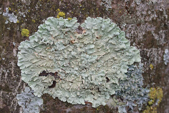 Image of Common greenshield lichen