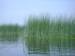 Image of lakeshore bulrush