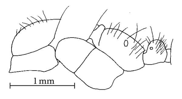 Image of Camponotus reburrus