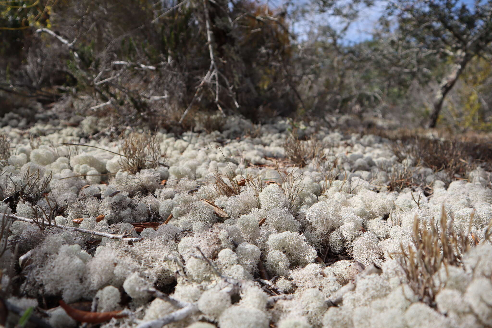 Слика од Cladonia evansii Abbayes