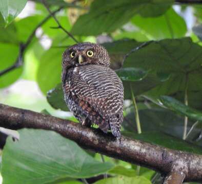 Image of Jungle Owlet