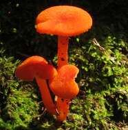 Image of Hygrocybe miniata (Fr.) P. Kumm. 1871