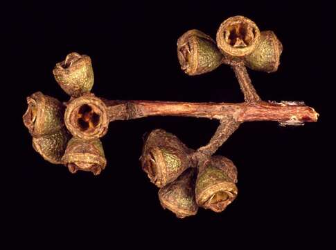 Image of Eucalyptus dorrigoensis (Blakely) L. A. S. Johnson & K. D. Hill