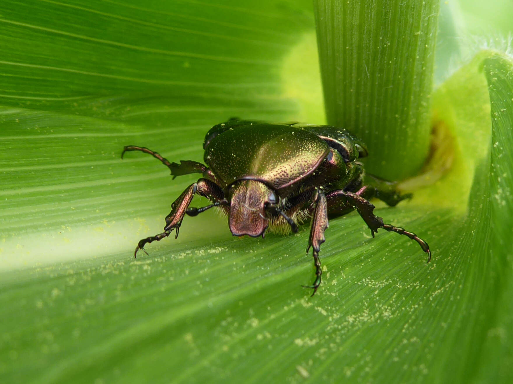 Image of Protaetia (Potosia) cuprea (Fabricius 1775)