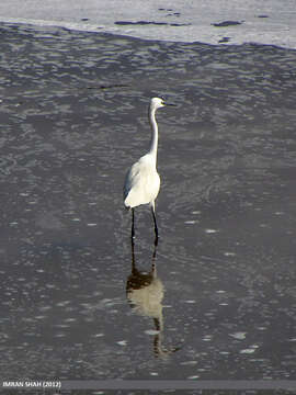 Imagem de Ardea intermedia Wagler 1829