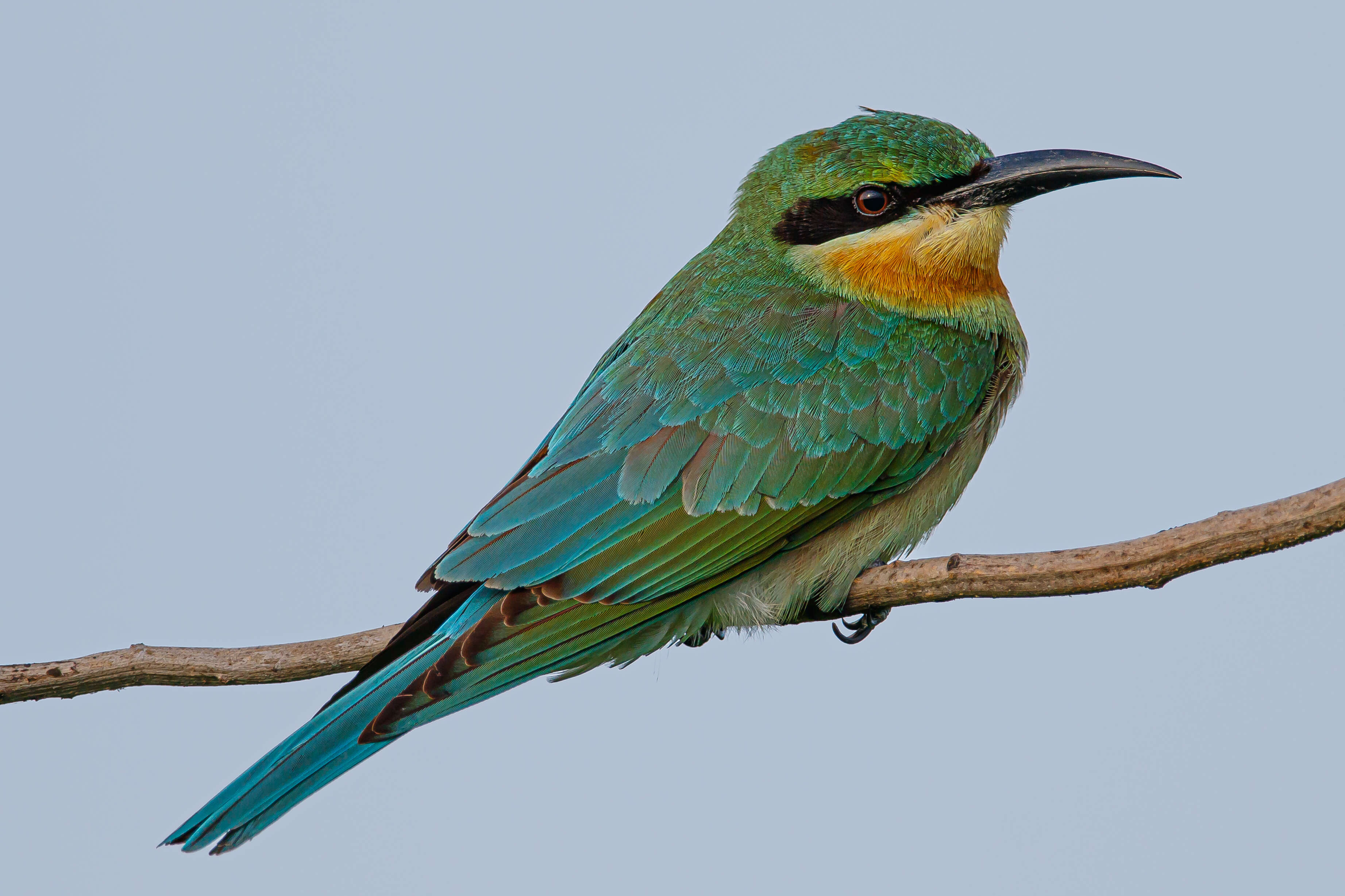 Image of Blue-tailed Bee-eater