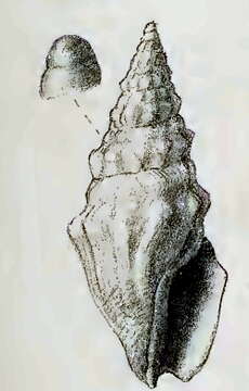 Image of Clavus paroeca (Melvill 1923)