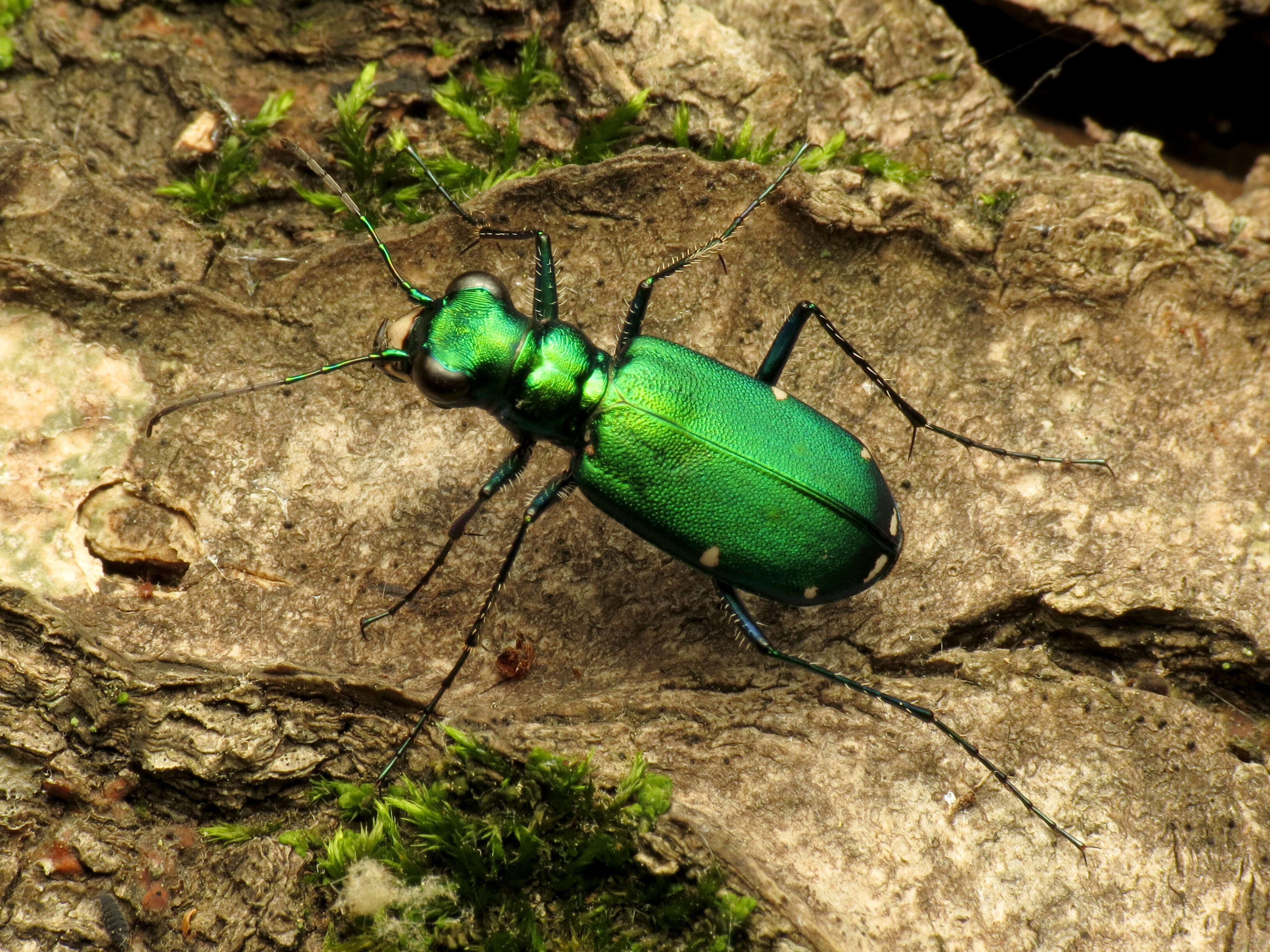 Imagem de Cicindela (Cicindela) sexguttata Fabricius 1775