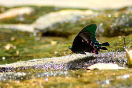 Image of Papilio paris Linnaeus 1758