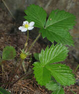 Image of woodland strawberry