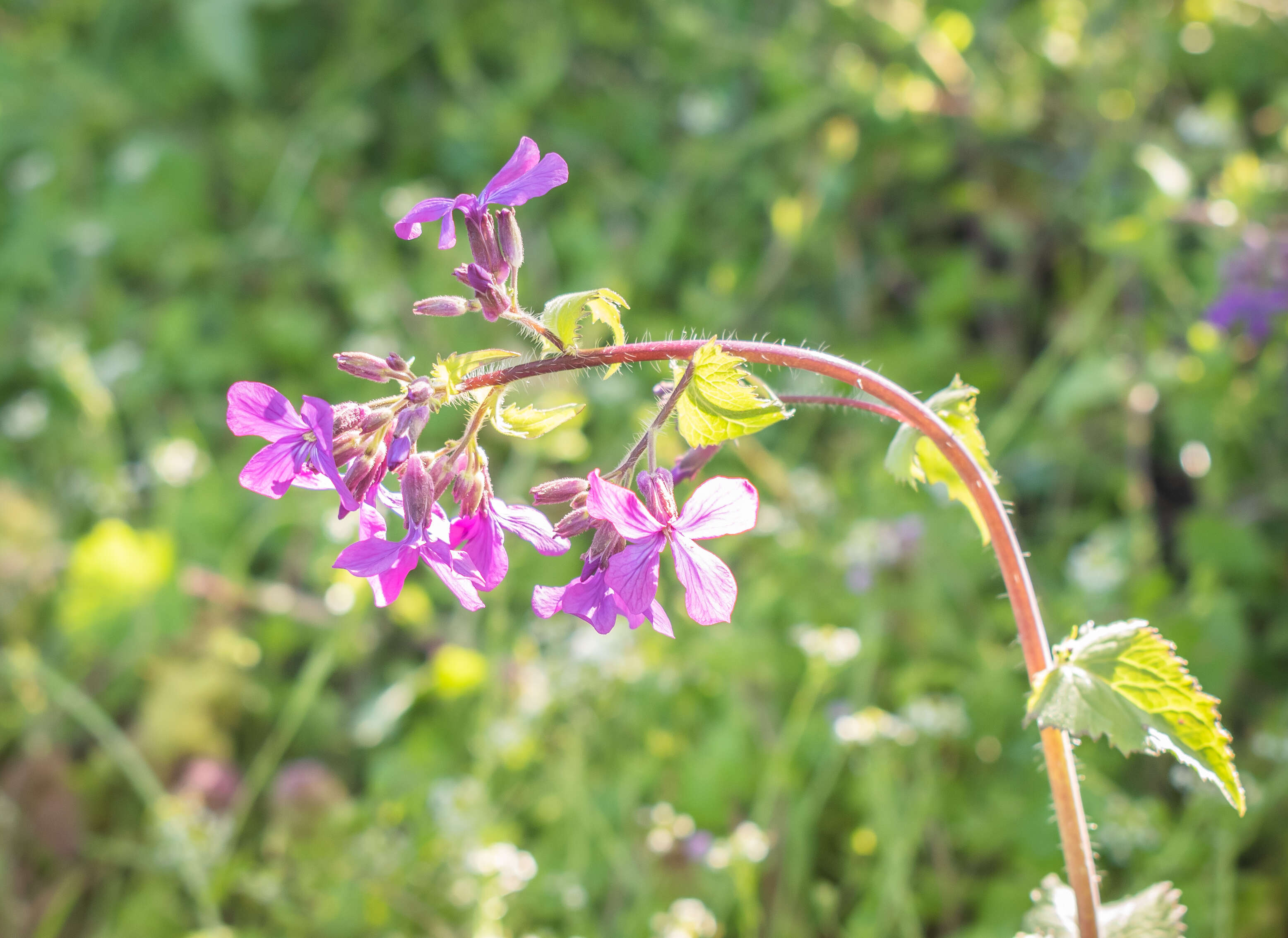 Image of annual honesty