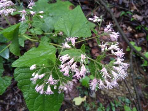 Image of Eupatorieae