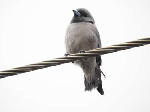 Image of Ashy Wood Swallow