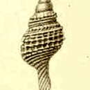 Image of Pleurotomella deliciosa Thiele 1912