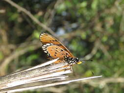 Image of Acraea terpsicore