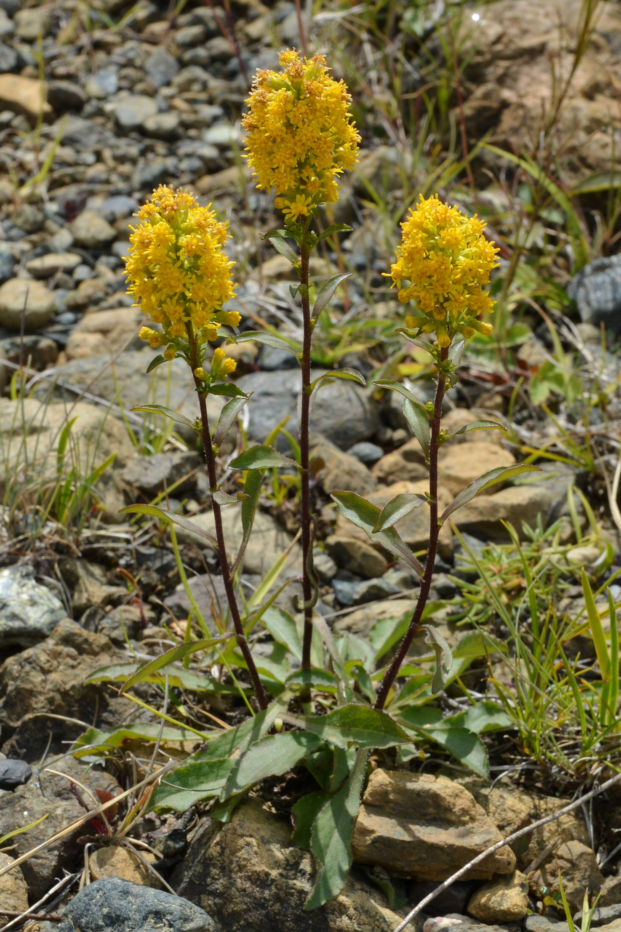 صورة Solidago hispida Muhl. ex Willd.