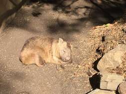 Image of wombats
