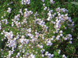 Image of Jovellana violacea (Cav.) G. Don