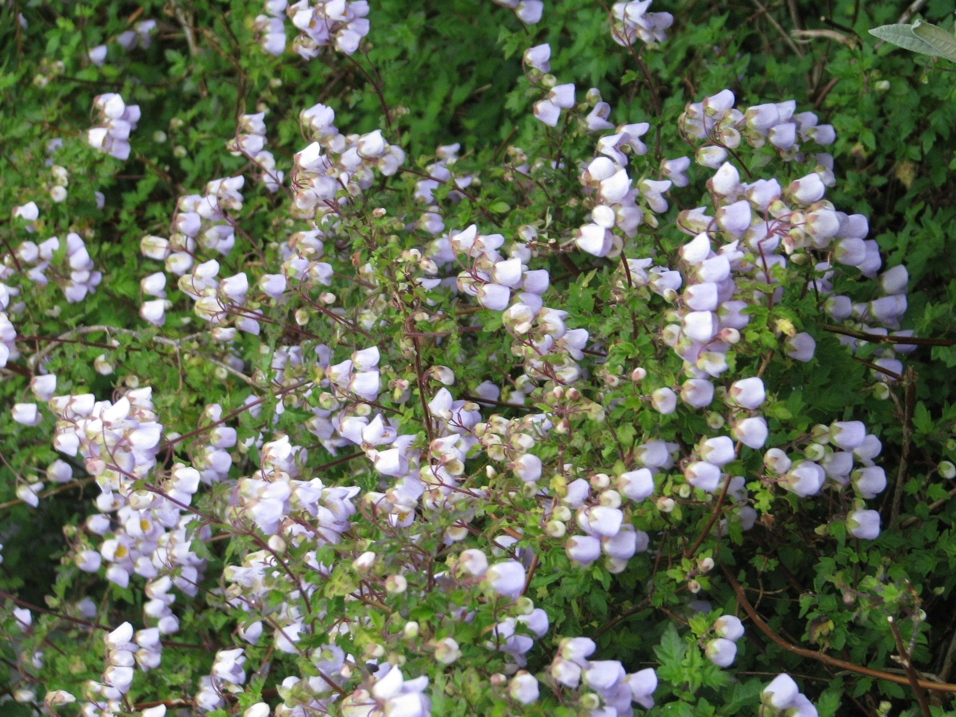 Image of Jovellana violacea (Cav.) G. Don