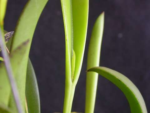 Image of Acianthera ochreata (Lindl.) Pridgeon & M. W. Chase