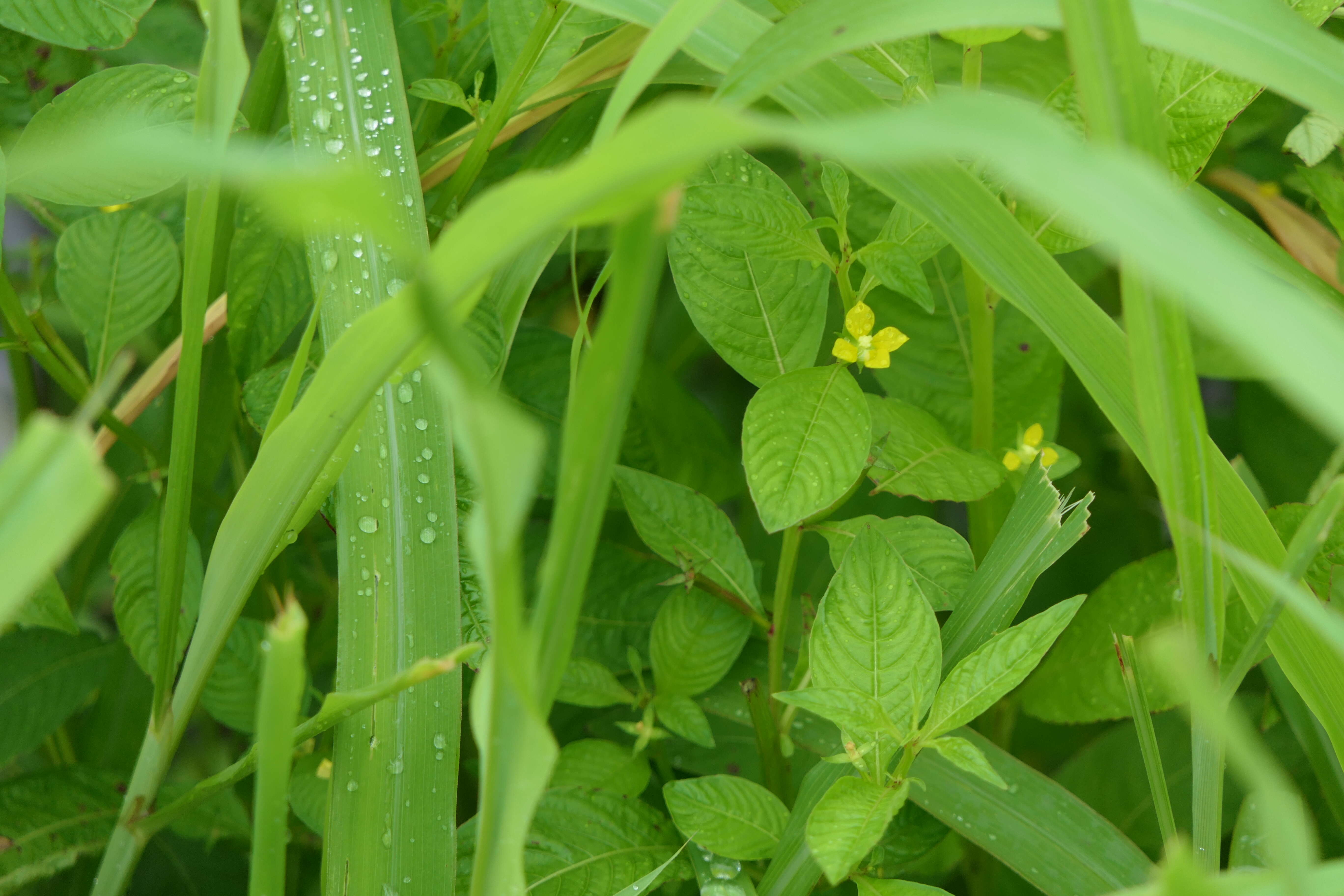 Image of primrose-willow