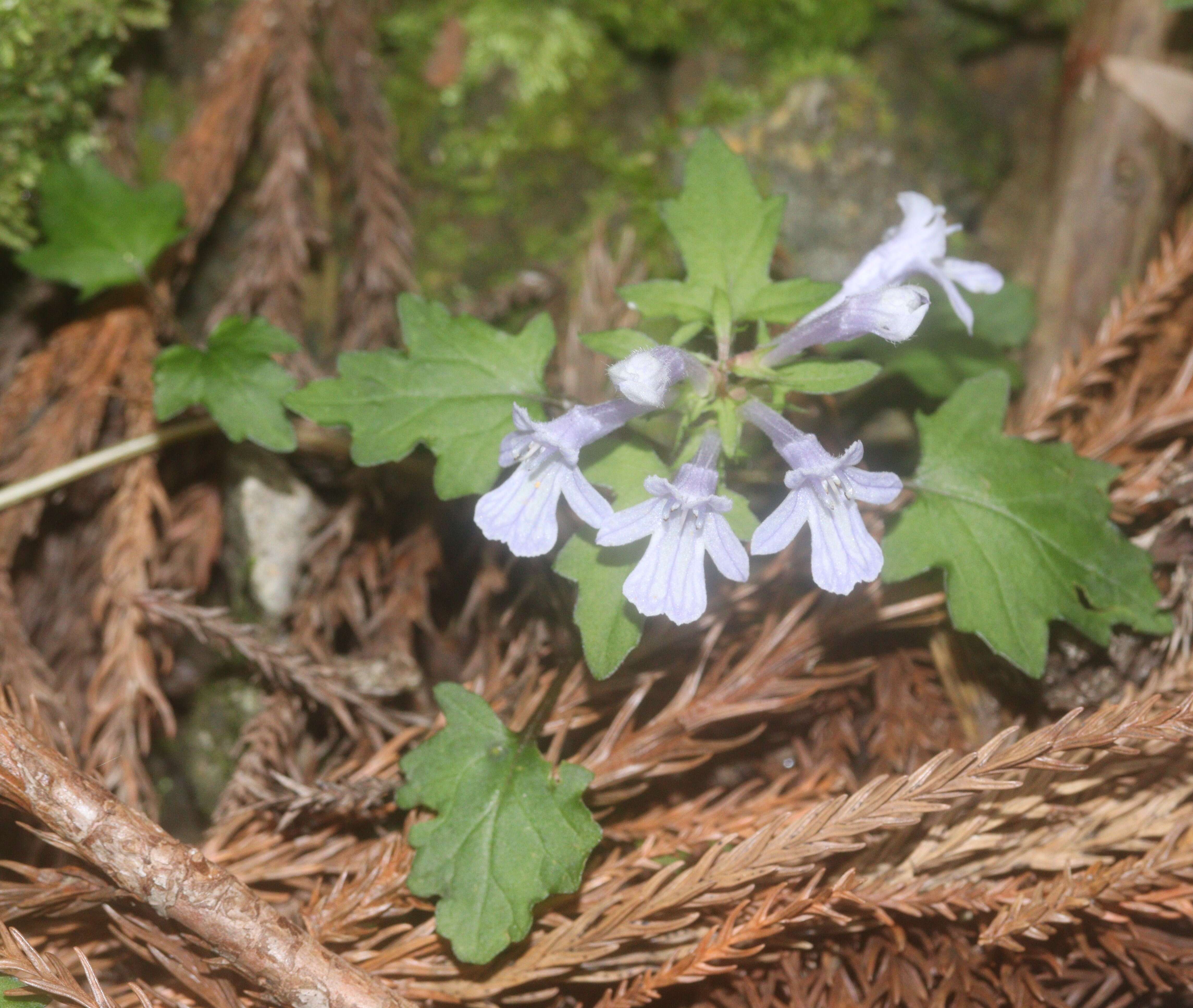 Image of Ajuga japonica Miq.