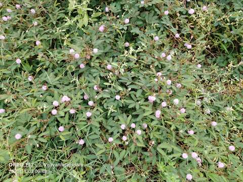 Image of Sensitive Plant