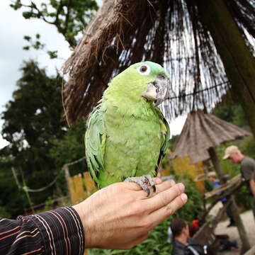 صورة Amazona guatemalae (Sclater & PL 1860)