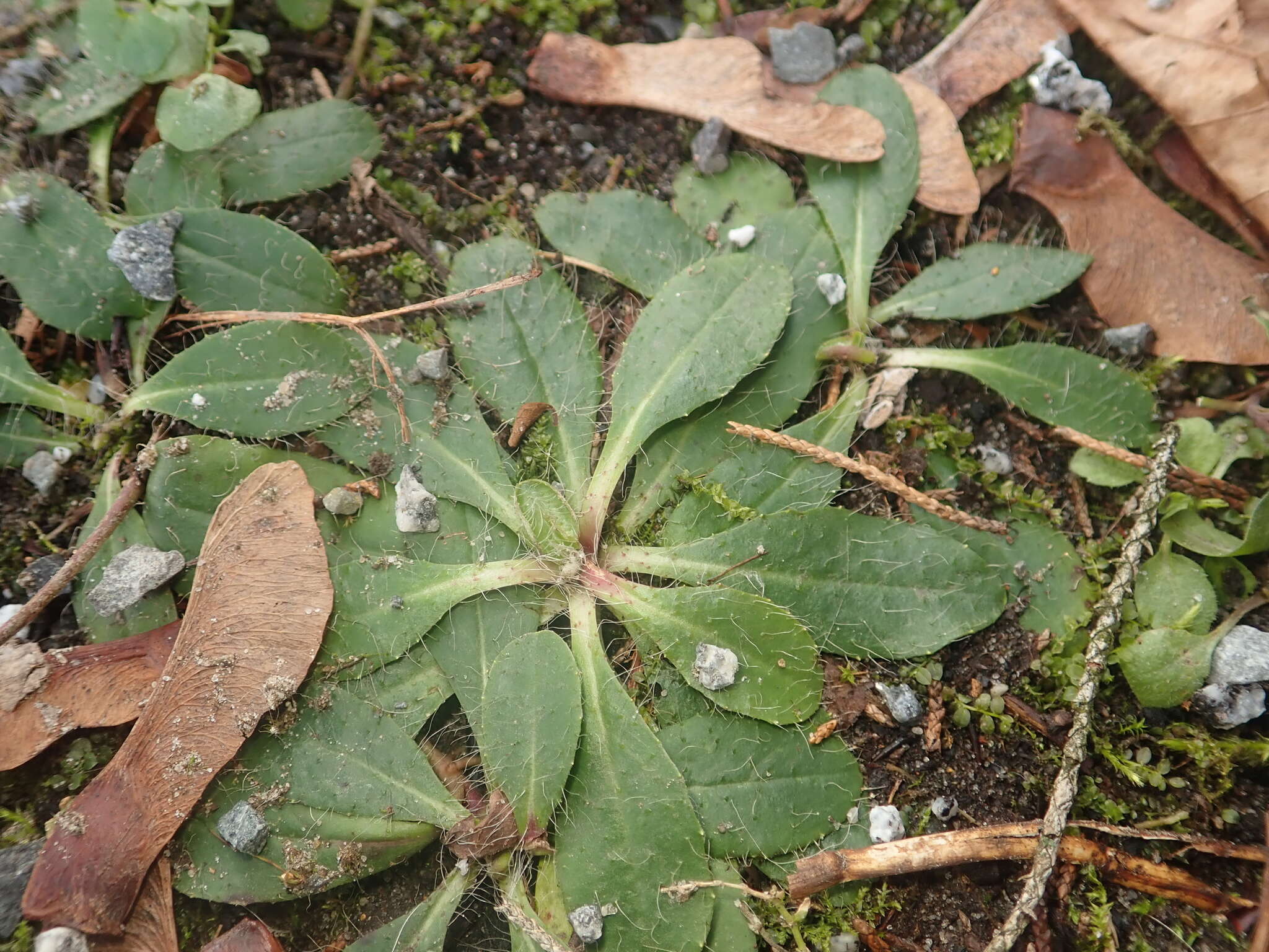 Image of Mouse-ear-hawkweed